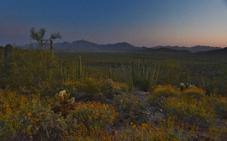 desert floor at sunset